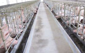 柴葛解肌散对断奶猪蓝耳病的控制 [918博天堂兽药]