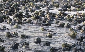 中兽药对牛蛙肠炎的神奇逆袭 [918博天堂兽药]