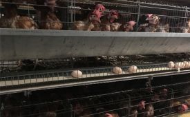 蛋鸡增蛋案例 [918博天堂兽药]